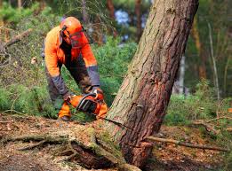 Best Tree Removal Services  in Oceano, CA